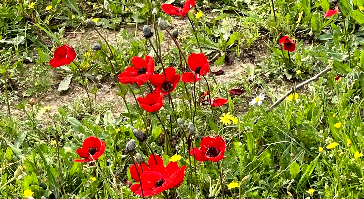 UJA Federation of New York >> <p><em>Red anemones bloom at the site of the Nova music festival.</em></p>
<p>&nbsp;</p>