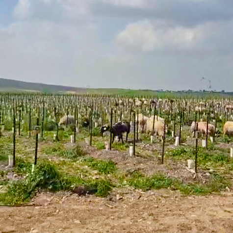 Rimon Farms: Healing PTSD in Nature 